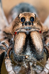 Hoggicosa