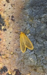 Symmetrodes sciocosma