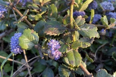 Ceanothus gloriosus
