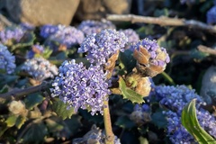 Ceanothus gloriosus