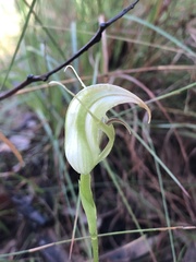 Pterostylis acuminata