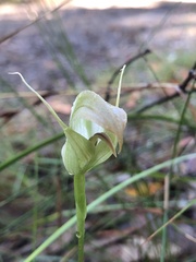 Pterostylis acuminata