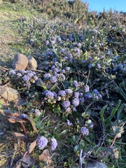 Ceanothus gloriosus