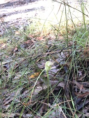 Pterostylis acuminata