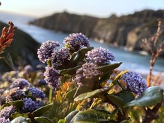 Ceanothus gloriosus