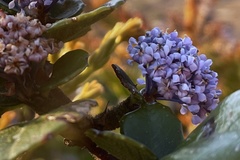 Ceanothus gloriosus