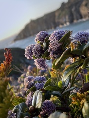 Ceanothus gloriosus