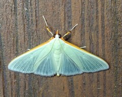 Stemorrhages amphitritalis