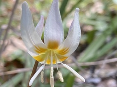 Erythronium citrinum