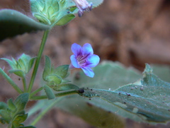 Strobilanthes pavala