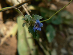 Strobilanthes pavala