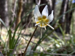 Erythronium citrinum