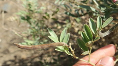 Tephrosia apollinea