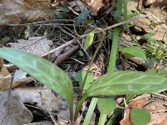 Erythronium citrinum
