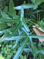 Brachychiton compactus