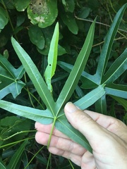 Brachychiton compactus