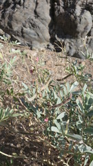 Tephrosia apollinea