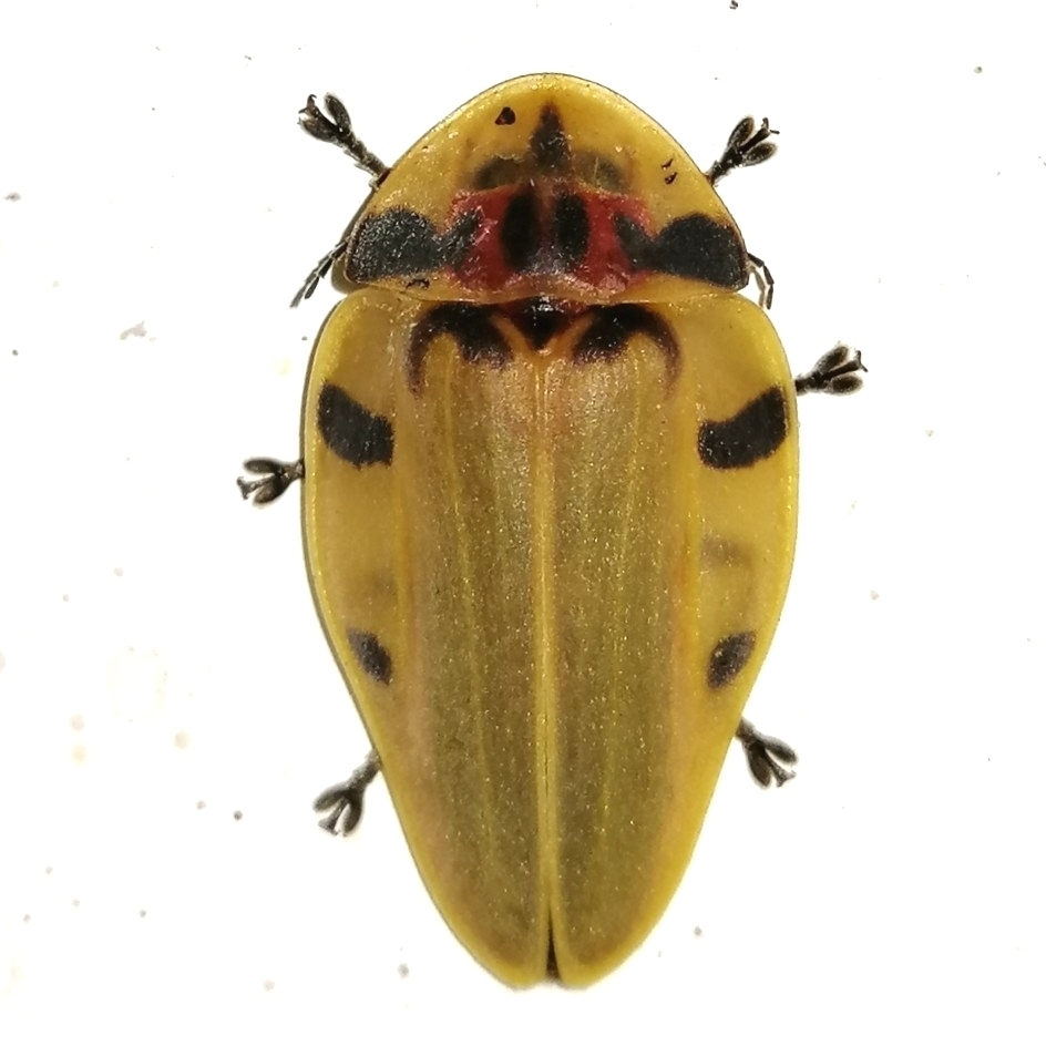 Spotted Tortoise Firefly