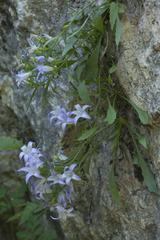 Campanula lehmanniana