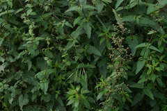 Scrophularia scorodonia
