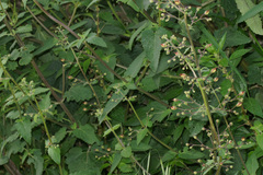 Scrophularia scorodonia