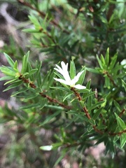 Pseudanthus pimeleoides