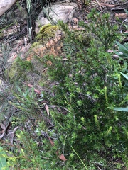 Pseudanthus pimeleoides