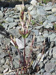 Gentianella propinqua