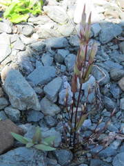 Gentianella propinqua