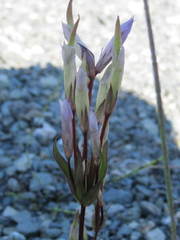 Gentianella propinqua