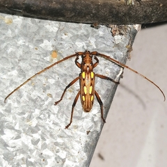 Eburodacrys truncata