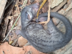 Paradoxurus hermaphroditus