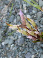 Gentianella propinqua