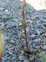Gentianella propinqua
