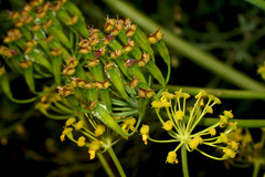 Thapsia transtagana