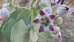Calotropis procera