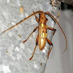 Eburodacrys truncata