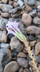 Lavandula subnuda