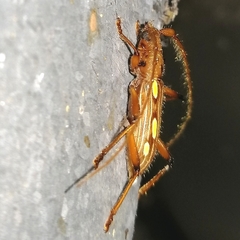 Eburodacrys truncata