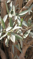 Ficus salicifolia