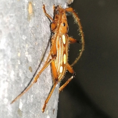 Eburodacrys truncata