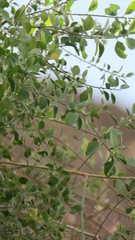 Salvadora persica