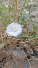Convolvulus virgatus