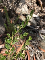 Acacia hispidula