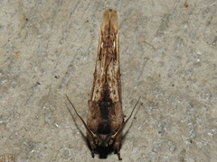 Oligocentria