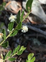 Acacia hispidula