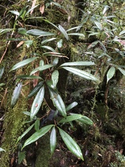 Quercus sessilifolia