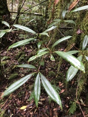 Quercus sessilifolia