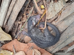 Paradoxurus hermaphroditus