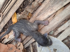 Paradoxurus hermaphroditus